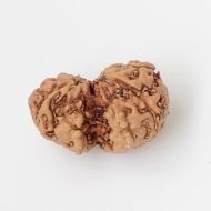 10 Mukhi Gauri Shankar Rudraksha Java