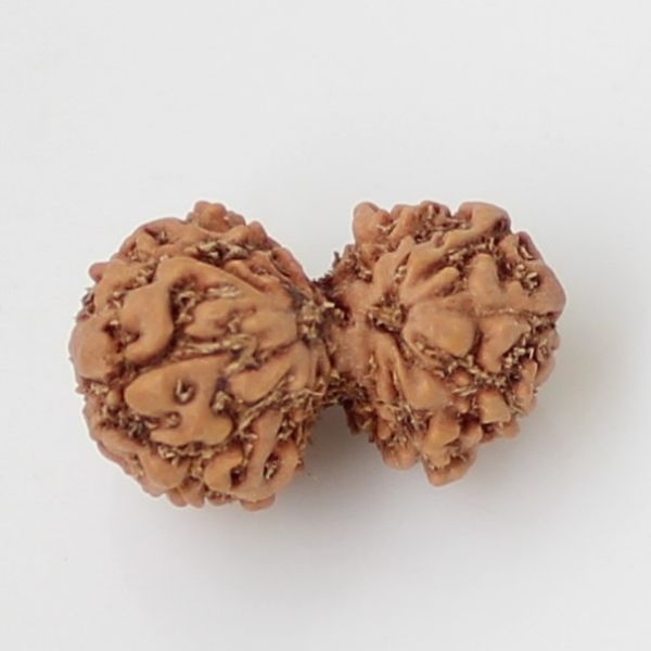 10 Mukhi Gauri Shankar Rudraksha Java