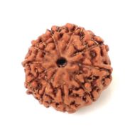 10 mukhi indonesian rudraksha