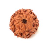 10 mukhi indonesian rudraksha