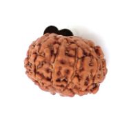 10 mukhi indonesian rudraksha