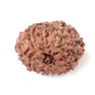 11 mukhi indonesia rudraksha