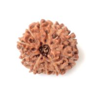 11 mukhi indonesia rudraksha