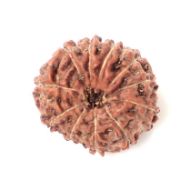 11 mukhi indonesia rudraksha