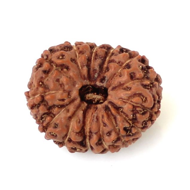 14 mukhi Java