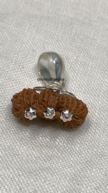 26 Mukhi Trijuti Rudraksha with 925 Silver Capping - 20mm, Indonesian Origin	