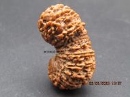 21 Mukhi Gauri Shankar Rudraksha with Gold Capping - 20mm, Nepali Origin