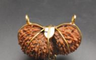 21 Mukhi Gauri Shankar Rudraksha with Gold Capping - 20mm, Nepali Origin