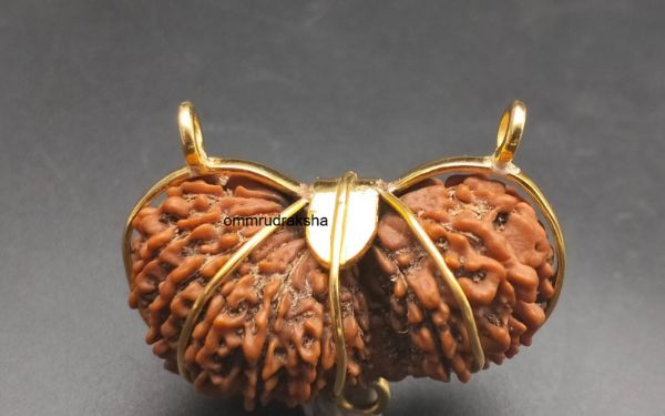 21 Mukhi Gauri Shankar Rudraksha with Gold Capping - 20mm, Nepali Origin