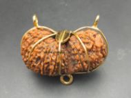 21 Mukhi Gauri Shankar Rudraksha with Gold Capping - 20mm, Nepali Origin