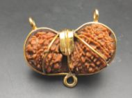 21 Mukhi Gauri Shankar Rudraksha with Gold Capping - 20mm, Nepali Origin