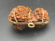 21 Mukhi Gauri Shankar Rudraksha with Gold Capping - 20mm, Nepali Origin