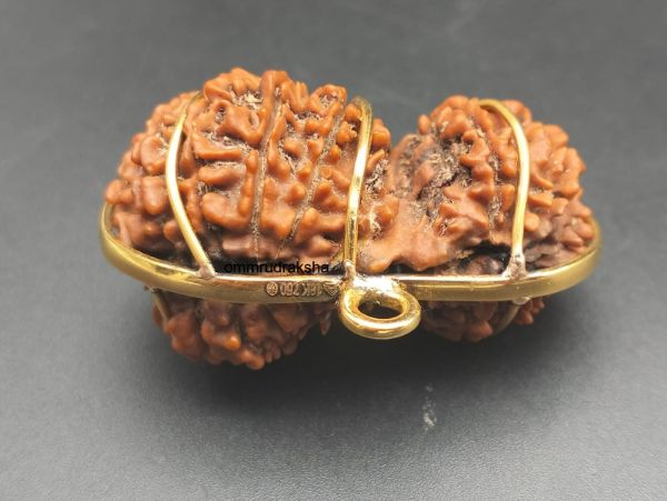 21 Mukhi Gauri Shankar Rudraksha with Gold Capping - 20mm, Nepali Origin