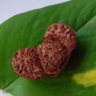 17 Mukhi Trijuti Rudraksha - 39mm, Nepali Origin, Without Capping