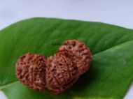 17 Mukhi Trijuti Rudraksha - 39mm, Nepali Origin, Without Capping