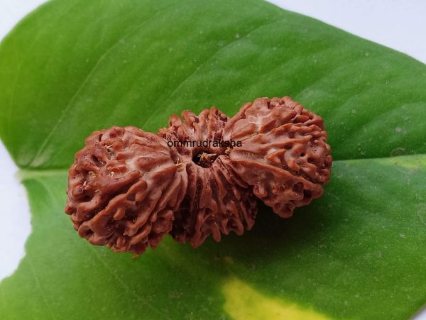 17 Mukhi Trijuti Rudraksha - 39mm, Nepali Origin, Without Capping