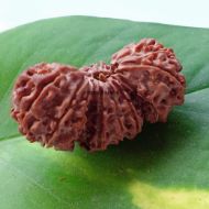 17 Mukhi Trijuti Rudraksha - 39mm, Nepali Origin, Without Capping