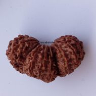 17 Mukhi Trijuti Rudraksha - 39mm, Nepali Origin, Without Capping