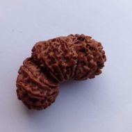 17 Mukhi Trijuti Rudraksha - 39mm, Nepali Origin, Without Capping