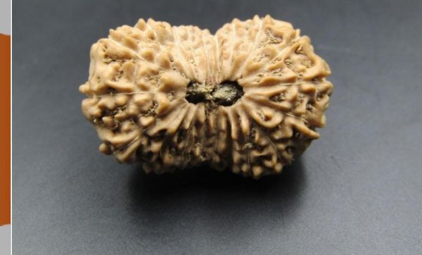 20 Mukhi Indonesian Rudraksha - Collector Size