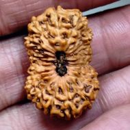 20 Mukhi Indonesian Rudraksha - Collector Size