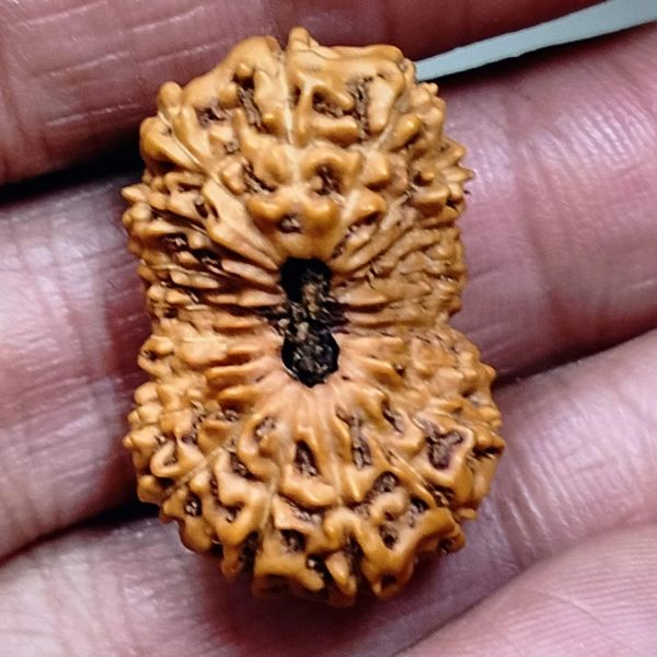 20 Mukhi Indonesian Rudraksha - Collector Size