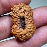 20 Mukhi Indonesian Rudraksha - Collector Size