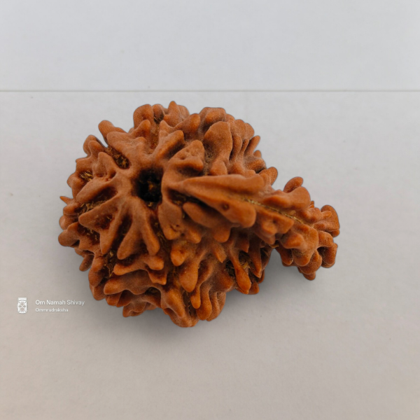 Picture of Sawar Rudraksha Nepal