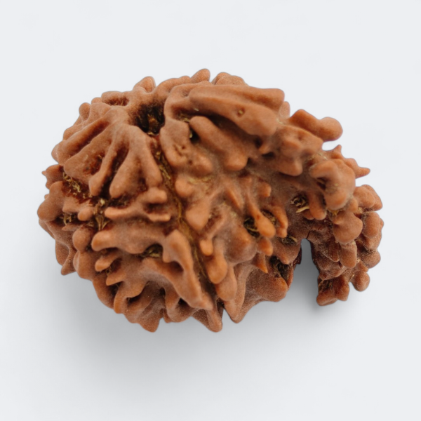 Picture of Sawar Rudraksha Nepal