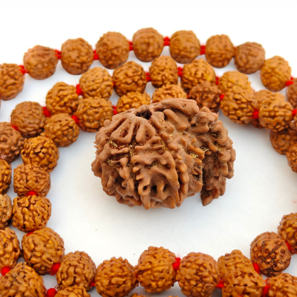 Picture of Sawar Rudraksha Nepal