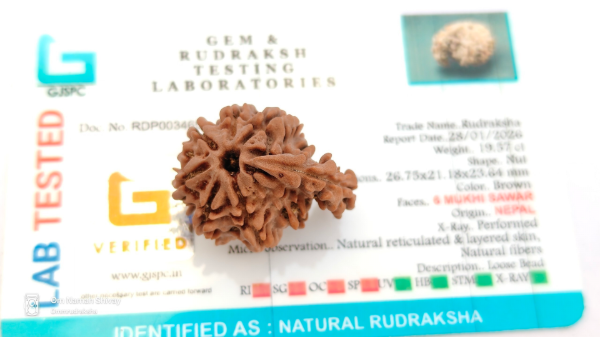 Picture of Sawar Rudraksha Nepal