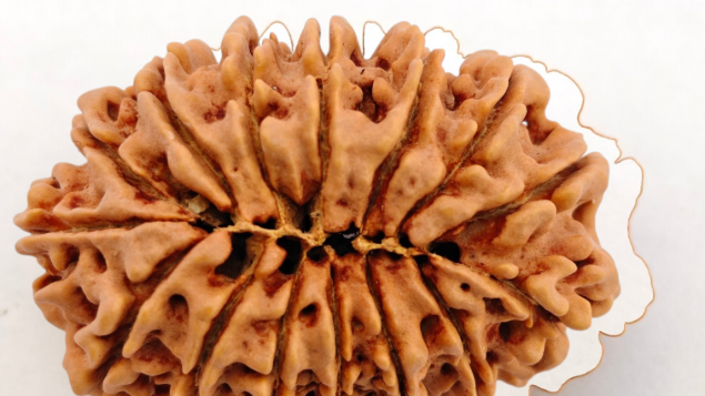 Picture of 15 mukhi Nepal