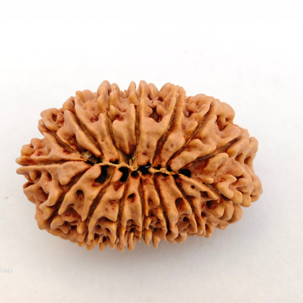 Picture of 15 mukhi Nepal