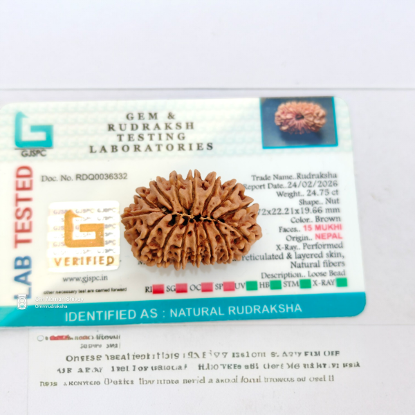 Picture of 15 mukhi Nepal