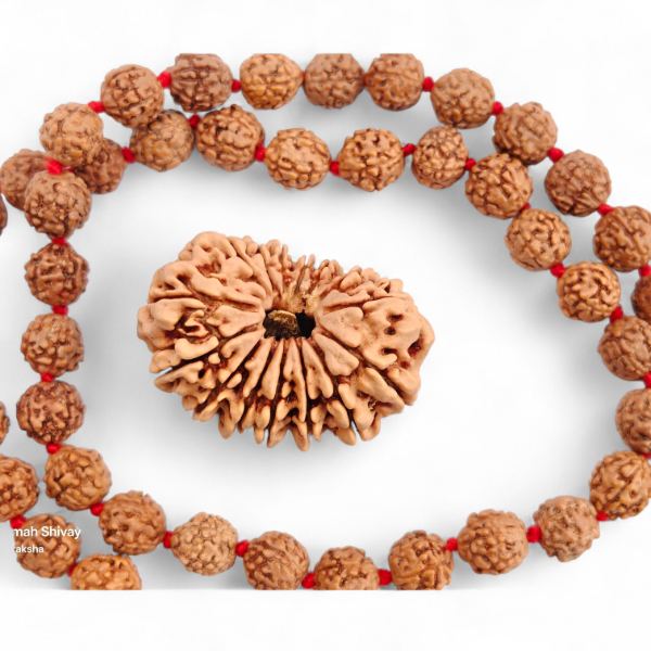 Picture of 15 mukhi Nepal