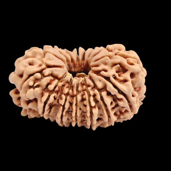 Picture of 15 mukhi Nepal