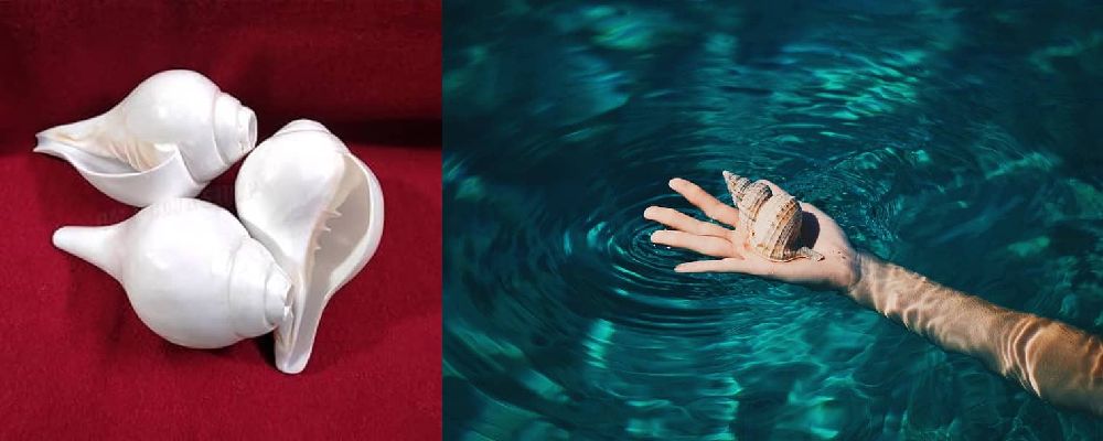 Right-Handed Conch Shell: Significance and Benefits in Hinduism ...