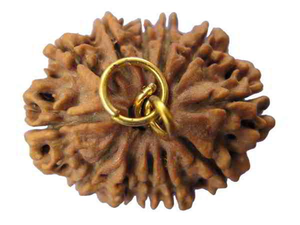 twelve mukhi rudraksha