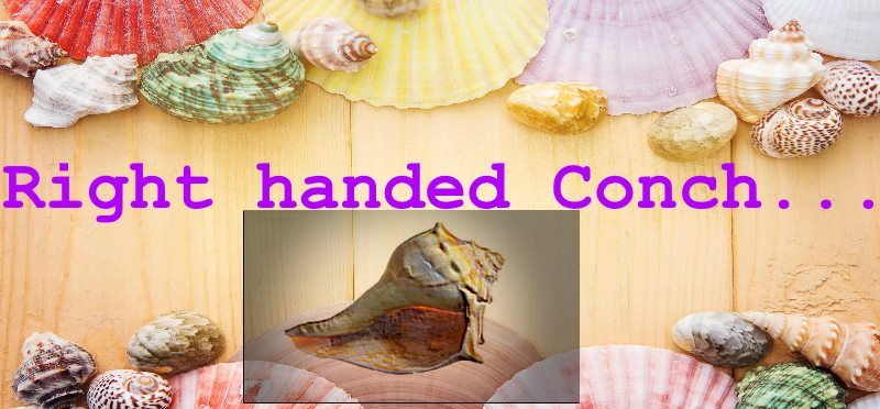 There are two types of conch shell is available. Left handed conch