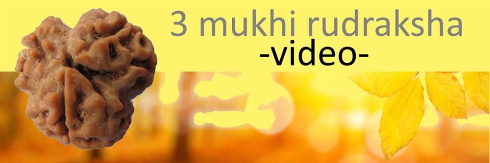 3 mukhi rudraksha video