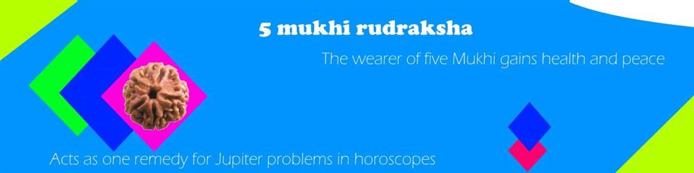 About 5 mukhi rudraksha bead