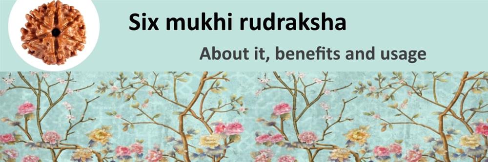 About 6 mukhi rudraksha bead
