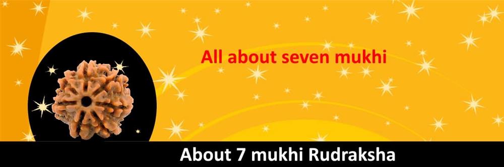 About 7 mukhi rudraksha