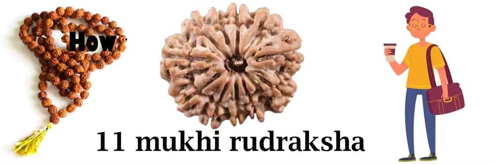 11 mukhi rudraksha