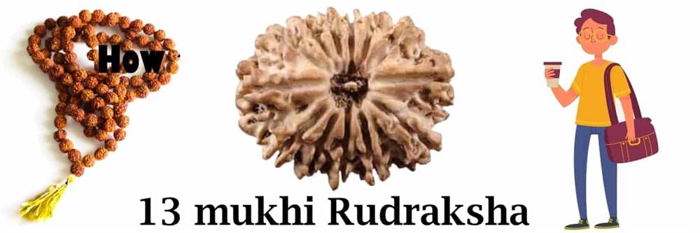 13 mukhi rudraksha