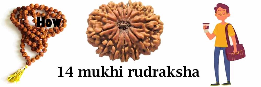 14 mukhi rudraksha