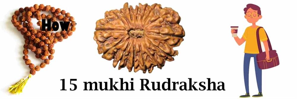 15 mukhi rudraksha
