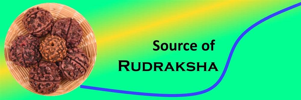 Source of rudraksha
