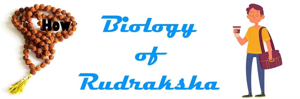 biology of rudraksha