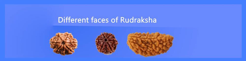 Different faces of rudraksha